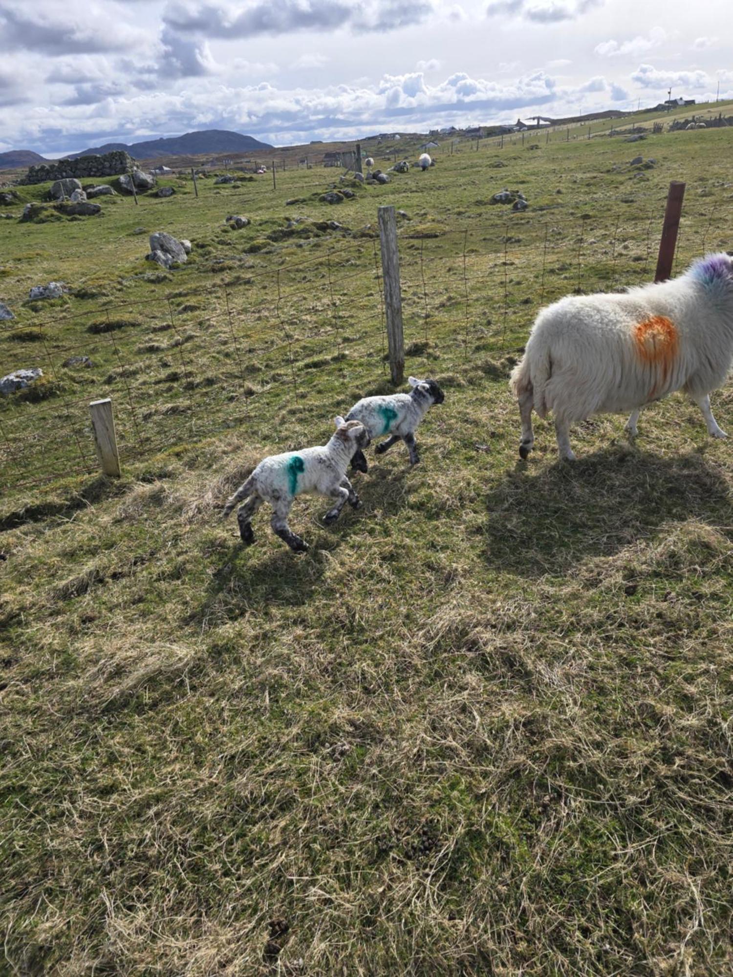 Вілла Squealing Pig Bothy Barvas Екстер'єр фото